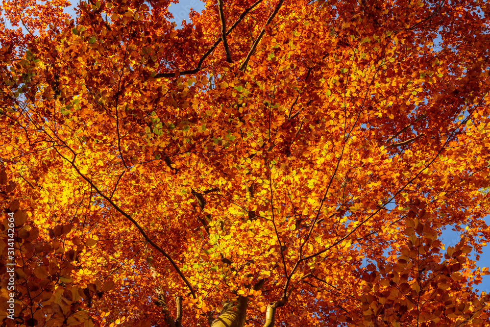 Autumn foliage golden leaves as texture or background Autumn foliage golden leaves as texture or background