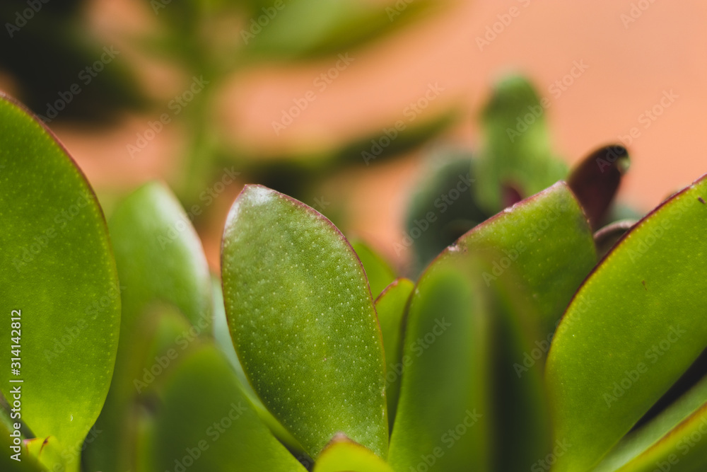 Crossula Ovata plant outdoor photograph. Crossula Ovata plant outdoor photograph.
