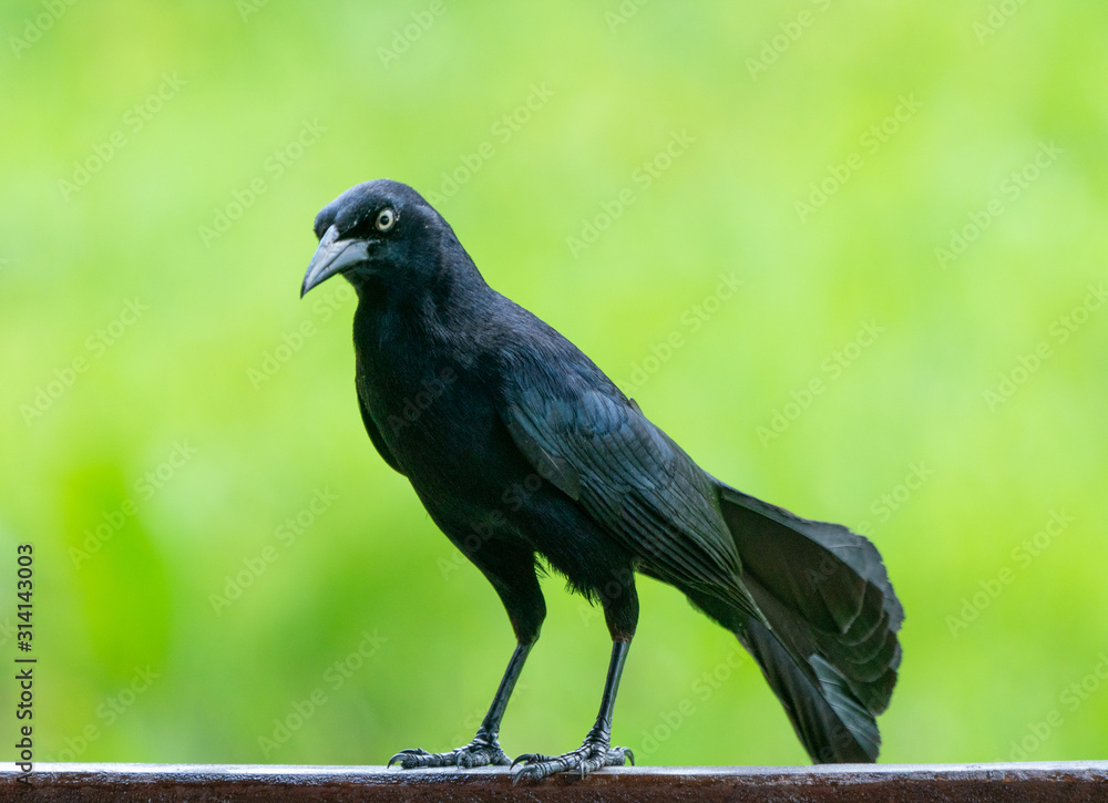 Fotografie Carib grackle or Greater Antillean blackbird on green