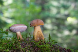 Tylopilus felleus fungus, commonly known as the bitter bolete or the bitter tylopilus