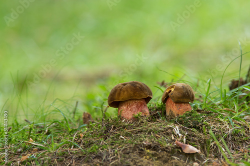 Neoboletus luridiformis known as Boletus luridiformis - edible mushroom. Fungus in the natural environment. photo