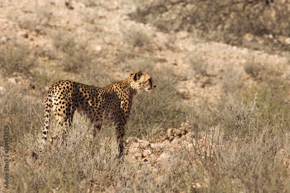 Naklejka premium Cheetah (Acinonyx jubatus) in Kalahari desert going on dry sand.