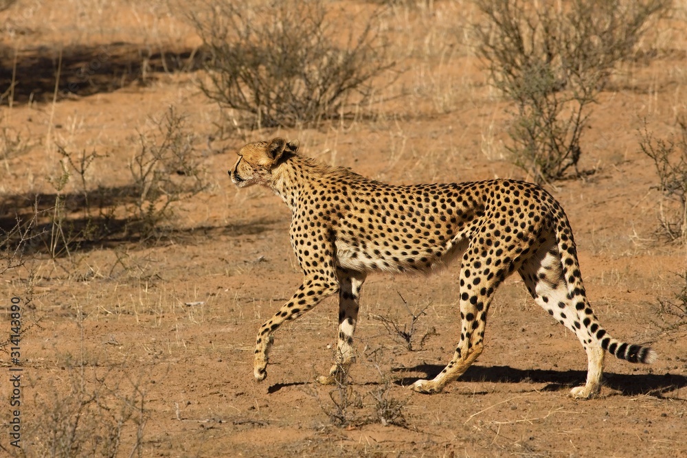 Cheetah (Acinonyx jubatus) in Kalahari desert going on dry sand. Cheetah (Acinonyx jubatus) in Kalahari desert going on dry sand.