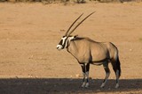 The gemsbok or gemsbuck (Oryx gazella) standing on the red sand with dry grass in the background.