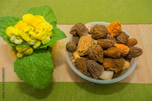 Early morel fungus (Verpa bohemica). photo