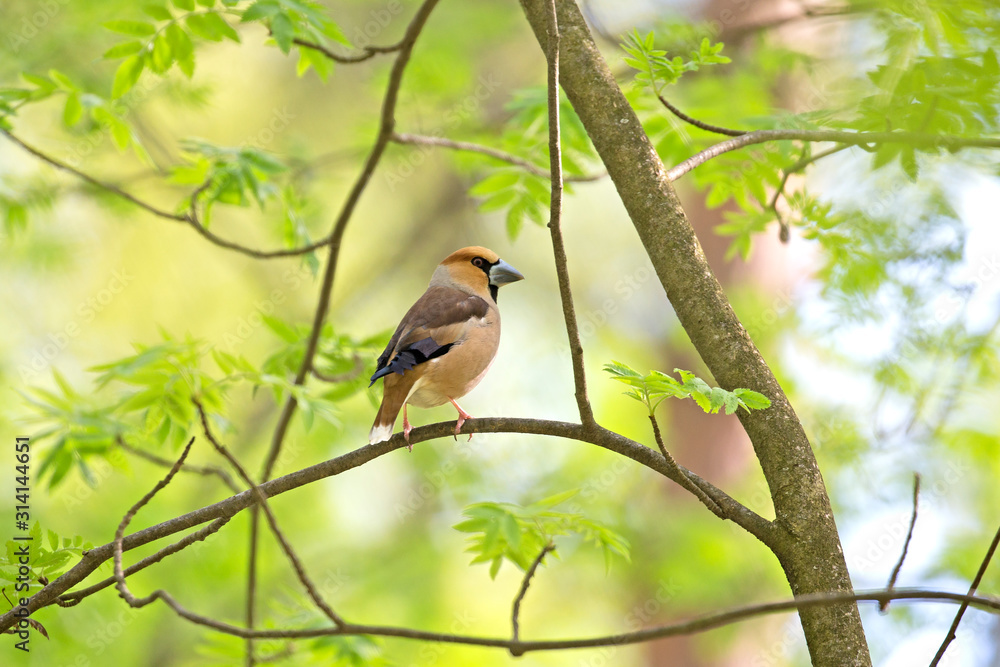 Φωτογραφία The hawfinch (Coccothraustes coccothraustes) is a passerine bird in the finch family Fringillidae