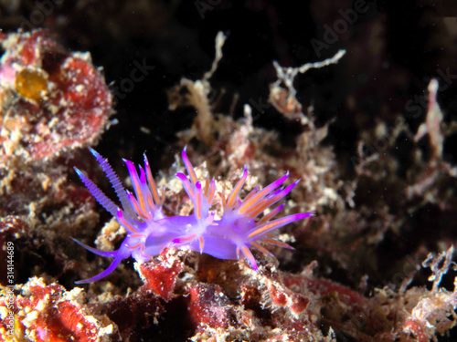 Flabellina, underwater life