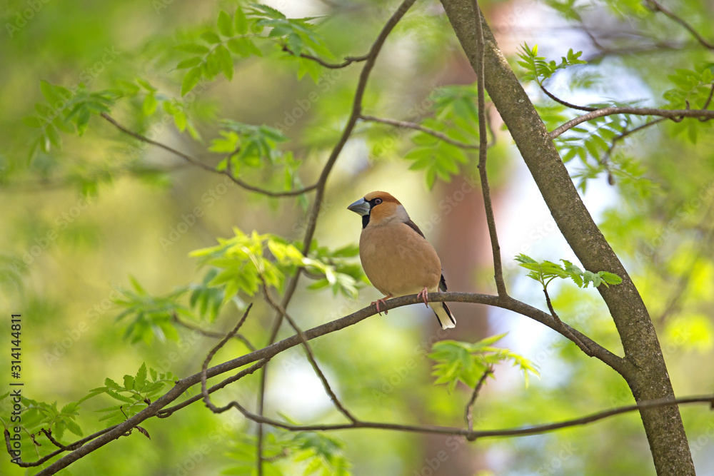 The hawfinch (Coccothraustes coccothraustes) is a passerine bird in the finch family Fringillidae. The hawfinch (Coccothraustes coccothraustes) is a passerine bird in the finch family Fringillidae.