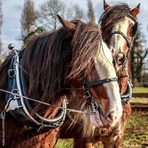 horse plough pair team