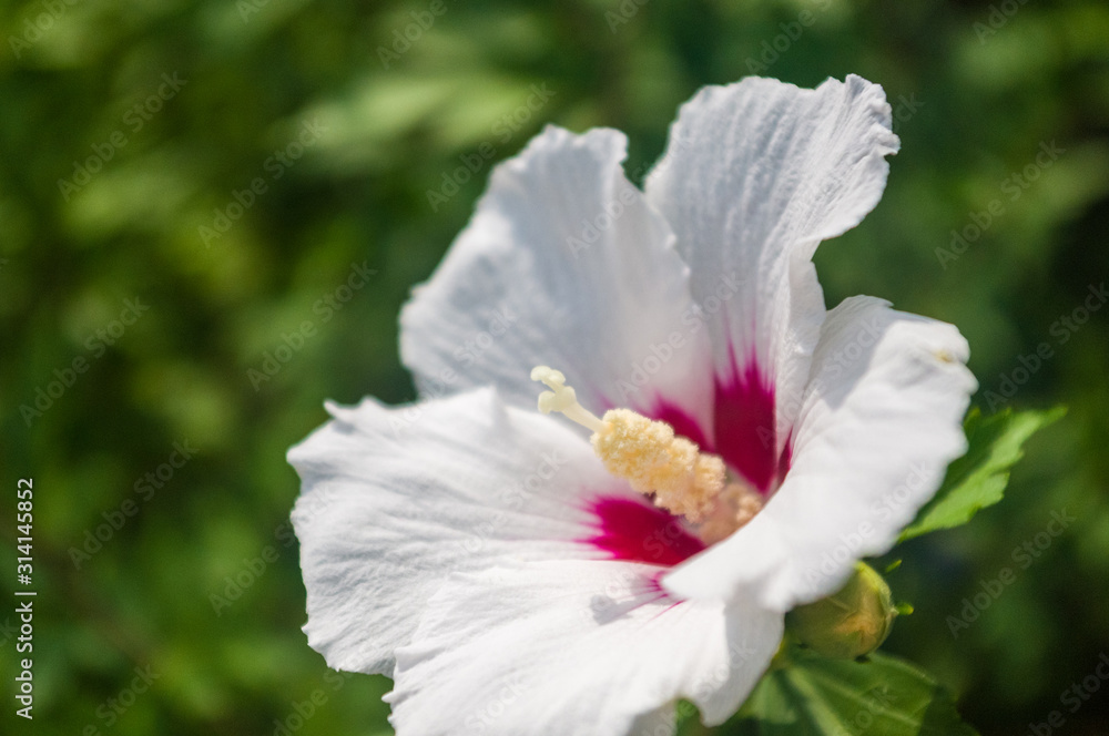 Bright Hibiscus flower blooming in the tropical garden, in soft focus on natural green bokeh background