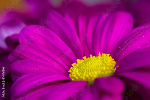 Beautiful bright purple and yellow chrysanthemum flowers  selective focus  macro