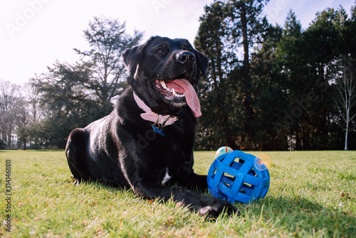 Millie the labrador cross dog photo