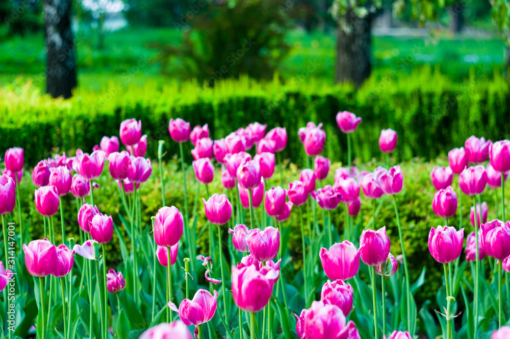 colorful tulips in early spring in the garden colorful tulips in early spring in the garden