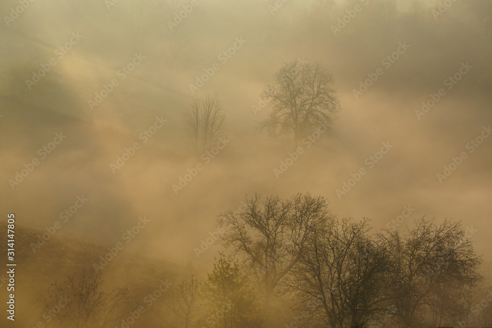 trees during foggy morning trees during foggy morning