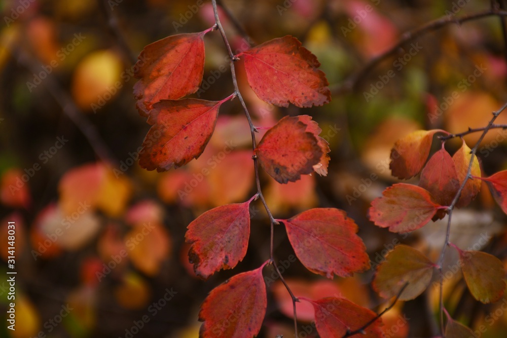 Fototapeta premium autumn leaves on tree