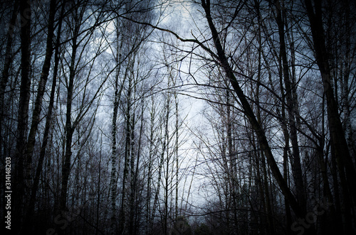 Trees without leaves in a gray gloomy forest. Wall murals.