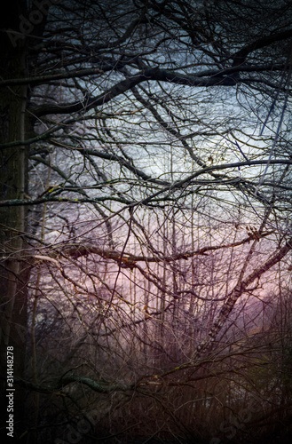 Branches of trees against a pink sunset. Beautiful mysterious forest. Wall murals.