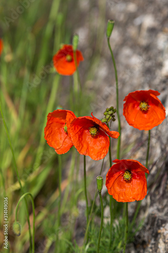 Poppies growing in the Sussex sunshine, with a shallow depth of field
