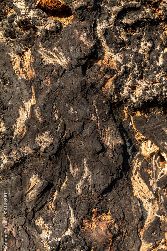 Old Weathered Tree Bark Texture Old Weathered Tree Bark Texture