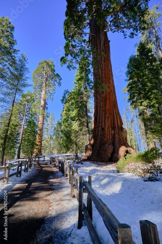 Winter scene among Giant Sequoias in Grants Grove  Kings Canyon National Park