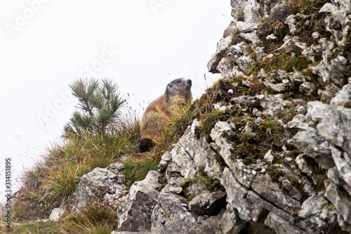 Murmeltier in alpinem Gel  nde in den Bergen der Dolomiten. Wildlebende Tiere in den Felsen der Alpen von S  dtirol in Europa.