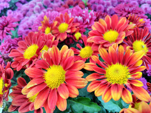 Red yellow flowers background