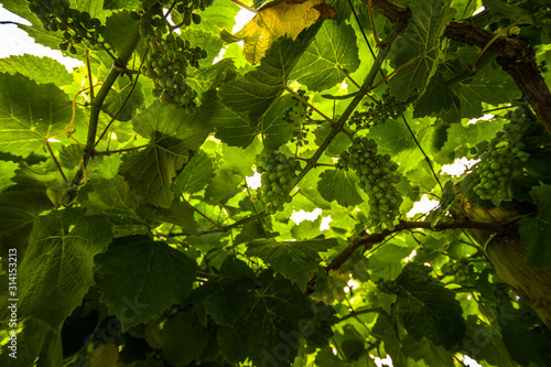 New fresh brunches and leaves of txakoli vines on wineyard photo