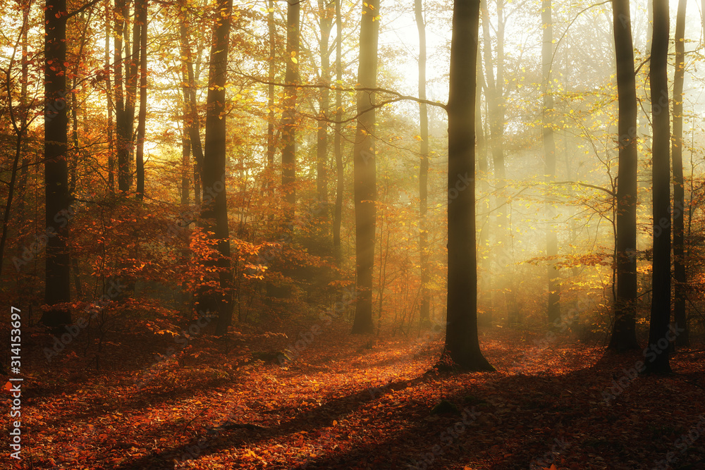 Obraz premium Autumn morning in the forest