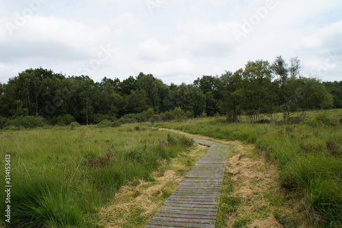 country road in the field