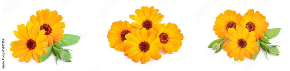 Calendula. Marigold flower with leaves isolated on white background. Set or collection Calendula. Marigold flower with leaves isolated on white background. Set or collection