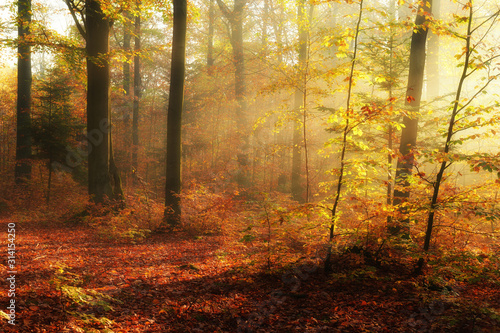 Autumn morning in the forest