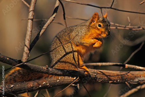 Fox Squirrel on Branch