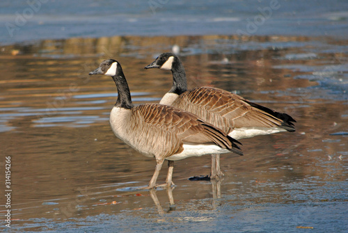 Two Canadian Geese Walking on Ice