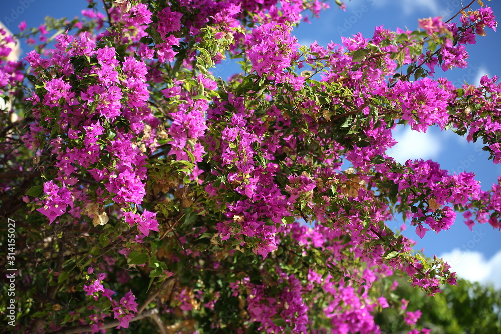 Bougainvillea in bloom in garden, against blue sky Bougainvillea in bloom in garden, against blue sky