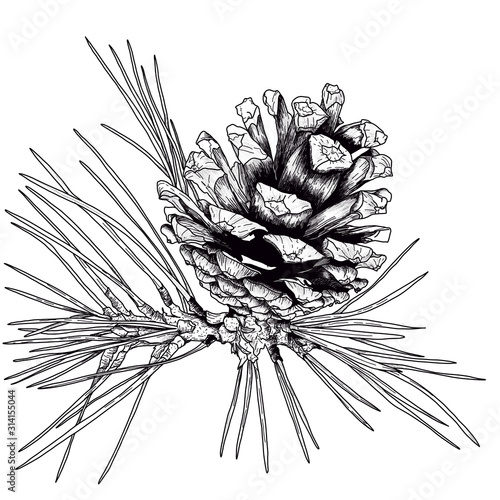Pine cone graphic black and white illustration. Scandinavian style