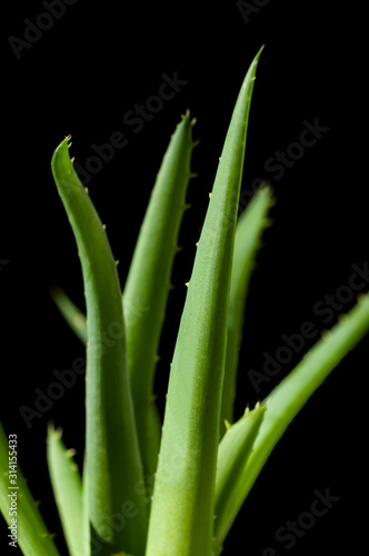 Aloes leaf and water drops leaf closeup on black background. Aloe Vera on the picture isolated on black background. Aloevera close-up for cosmetics, beauty, alternative medicine.