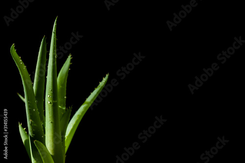 Aloes leaf and water drops leaf closeup on black background. Aloe Vera on left side of the picture isolated on black background. Aloevera close-up for cosmetics, beauty, alternative medicine.
