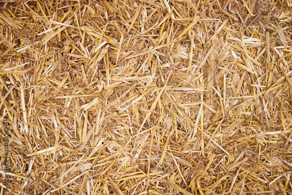 The yellow straw or hay texture backdrop. background for design. The yellow straw or hay texture backdrop. background for design.