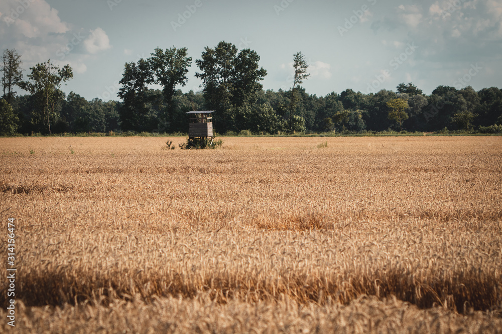 Fototapeta premium Wheat field with watch tower in the background. 