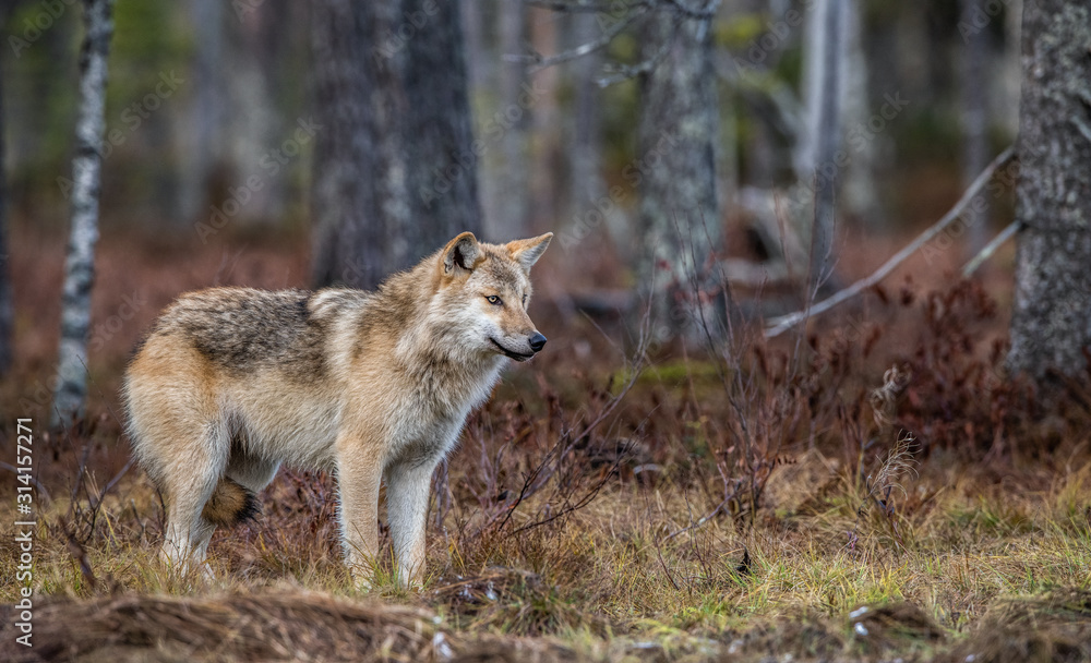 Fototapeta premium Eurasian wolf, also known as the gray or grey wolf also known as Timber wolf. Scientific name: Canis lupus lupus. Natural habitat. Autumn forest.