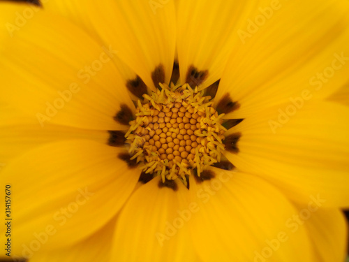 Yellow gazania flower detail