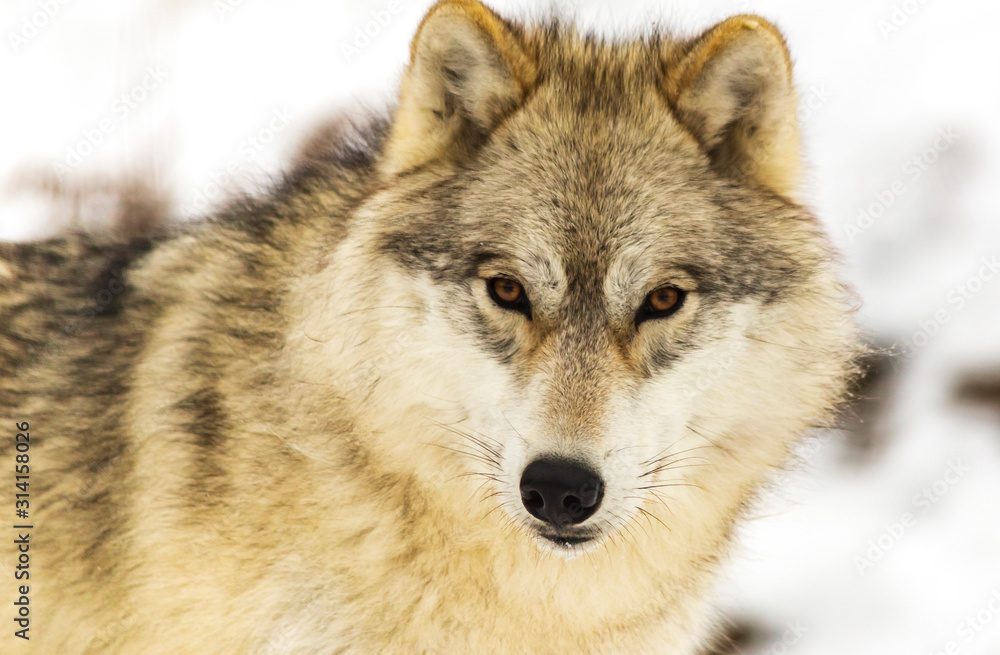 Timber wolf Timber wolf