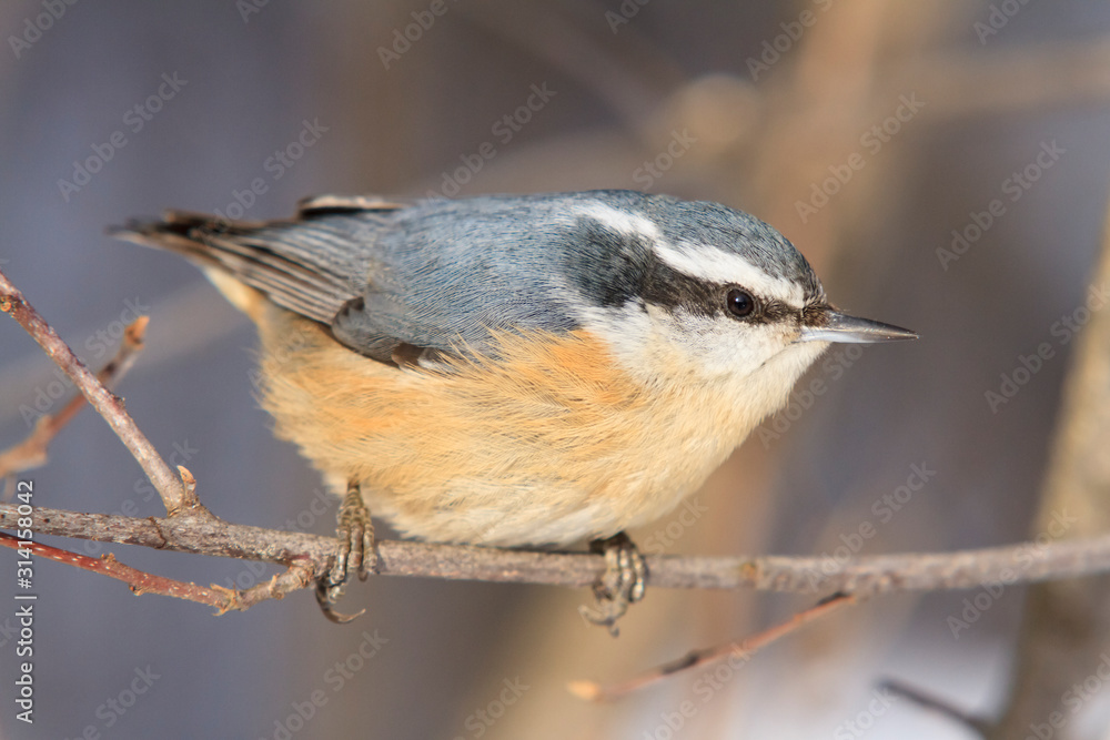 Fototapeta premium A lone nut hatch