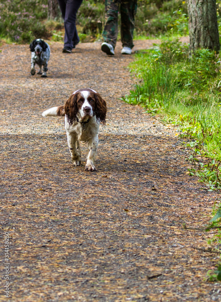 Walking the dogs Walking the dogs
