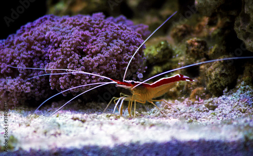 Lysmata amboinensis - Saltwater cleaner shrimp, invertebrate creature photo