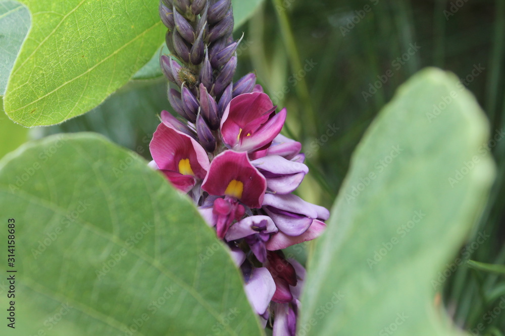 Obraz premium pink flower
