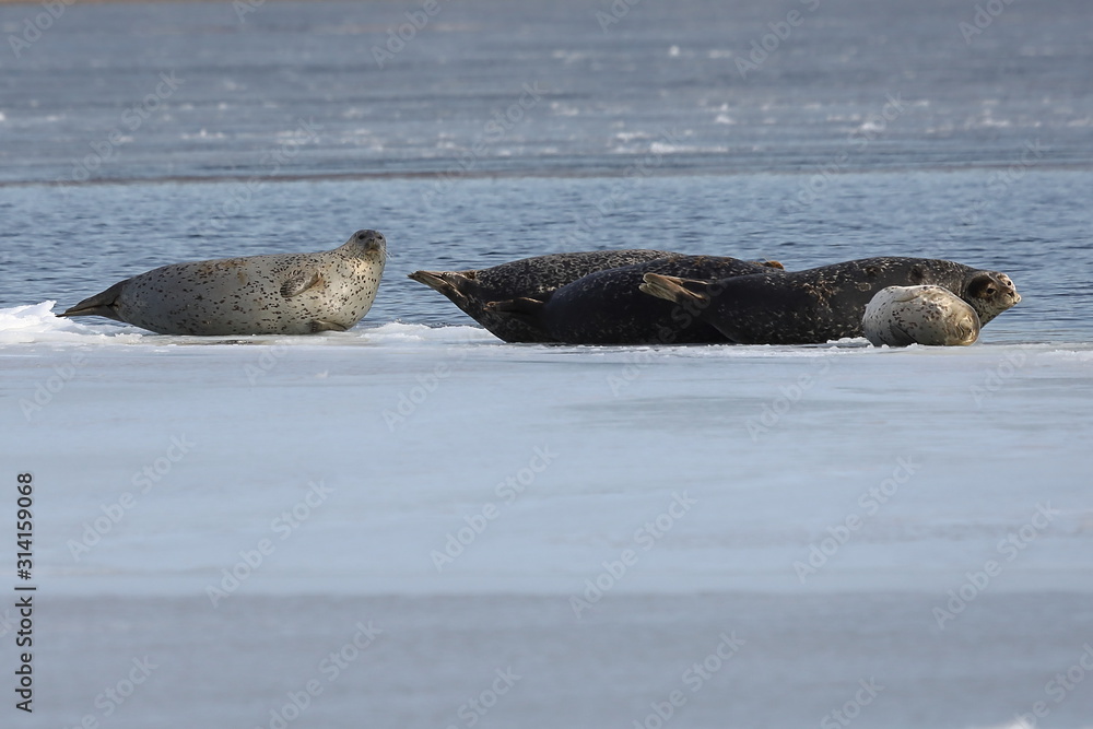 Fototapeta premium Seals (spotted seal, largha seal, Phoca largha) laying on sea ice floe in winter sunny day. Wild spotted seals sanctuary.