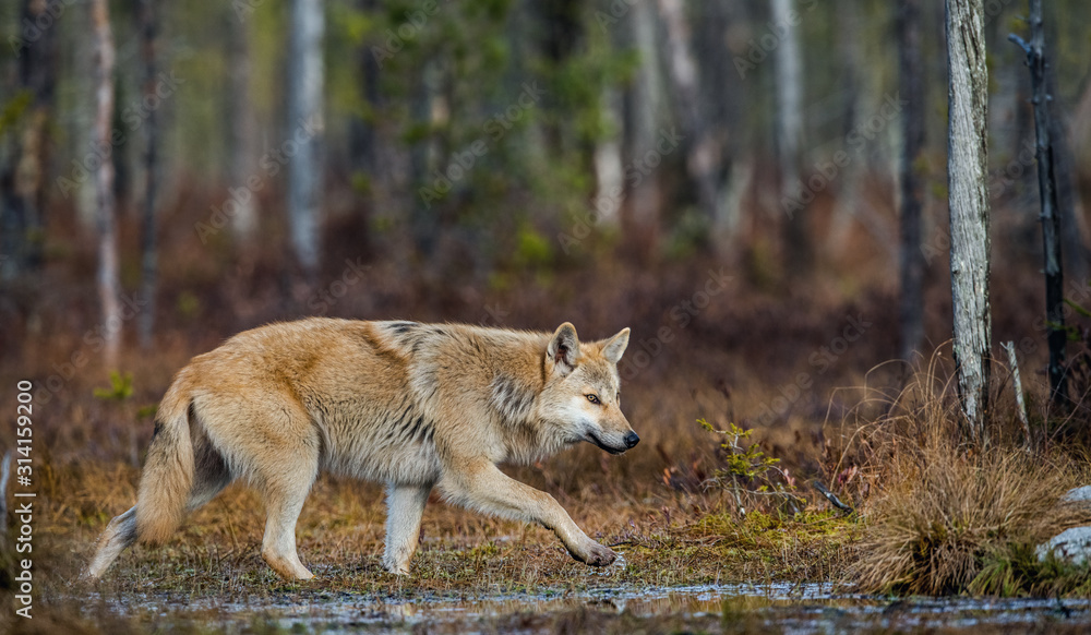 A wolf sneaks through the autumn forest. Eurasian wolf, also known as the gray or grey wolf also known as Timber wolf. Scientific name: Canis lupus lupus. Natural habitat. Autumn forest.. A wolf sneaks through the autumn forest. Eurasian wolf, also known as the gray or grey wolf also known as Timber wolf. Scientific name: Canis lupus lupus. Natural habitat. Autumn forest..