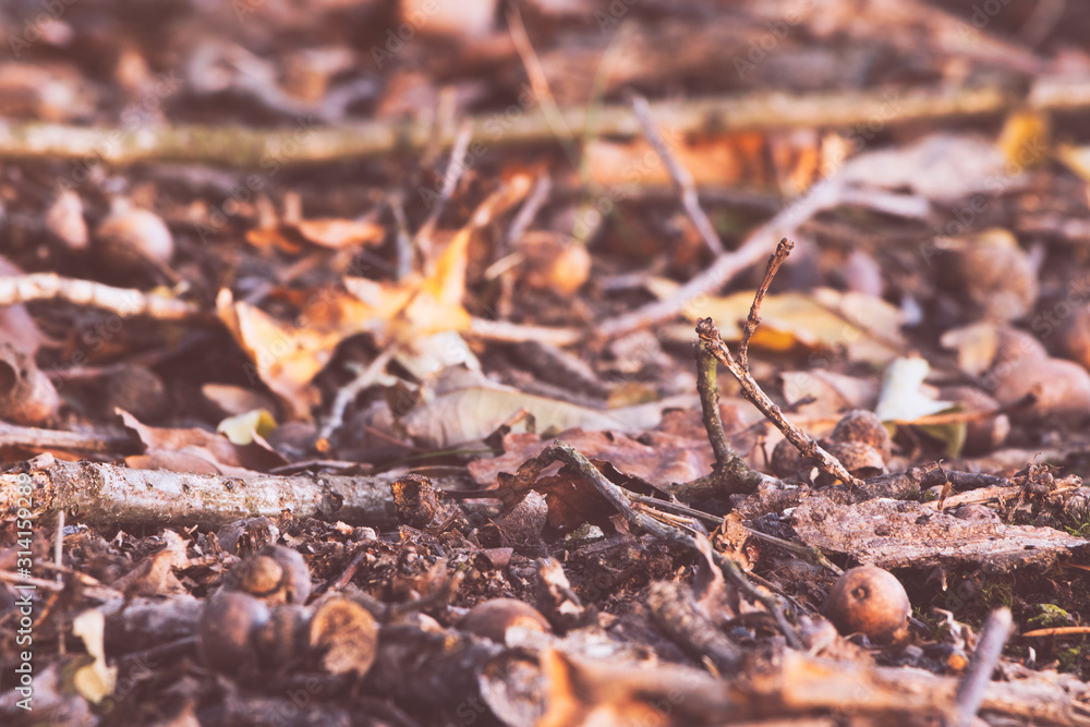 Dry autumn leaves on the ground