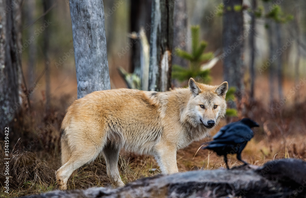 Fototapeta premium Wolf and raven. Eurasian wolf, also known as the gray or grey wolf also known as Timber wolf. Scientific name: Canis lupus lupus. Natural habitat. Autumn forest..